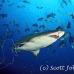 shark_sandtiger_spar_h_0239_nca0532.jpg